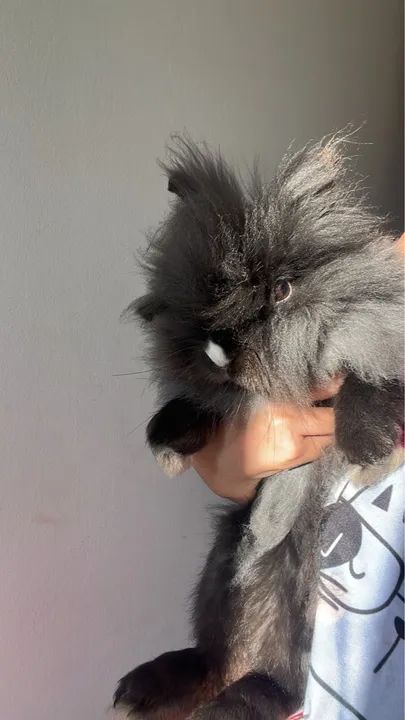 Doação Mini coelho