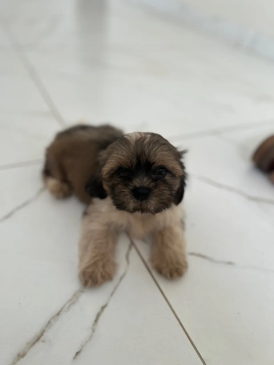 Filhote Shih Tzu macho