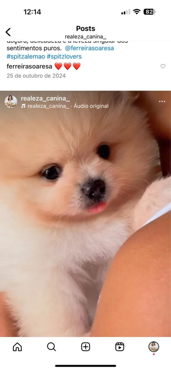 Spitz alemão anão disponível p/ reservas