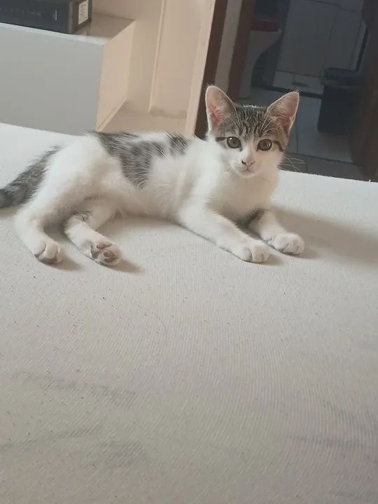 Doa-se gatinha dois meses 