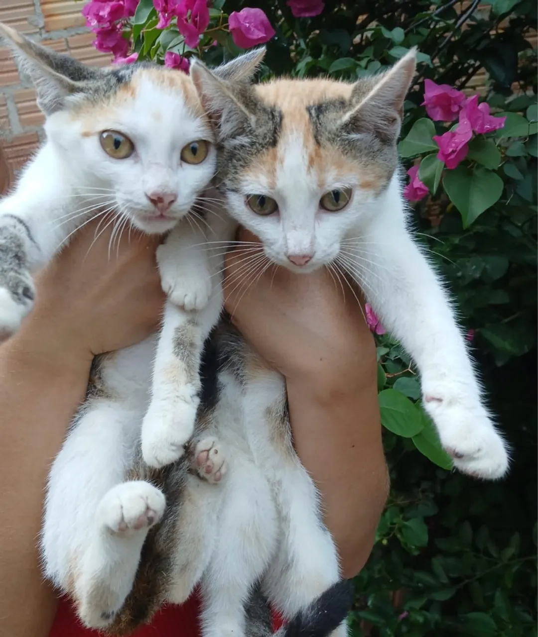 Gatinhas Lindas e Fofas para Adoção