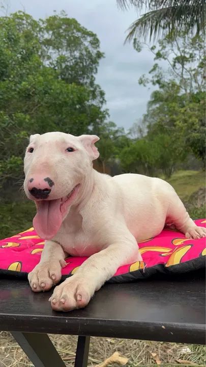 Bull Terriers Disponíveis - Saúde, Qualidade e Muita Personalidade! - Foto 6