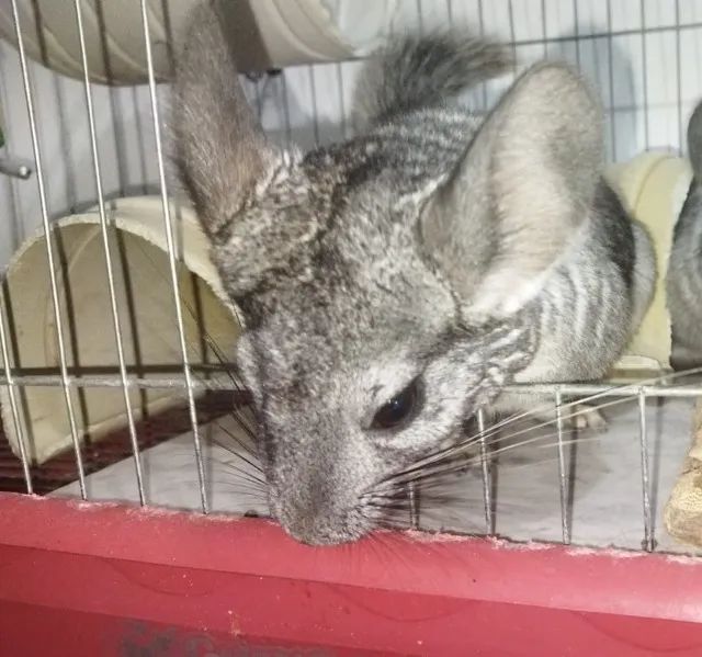 Chinchila (preciso vender logo)