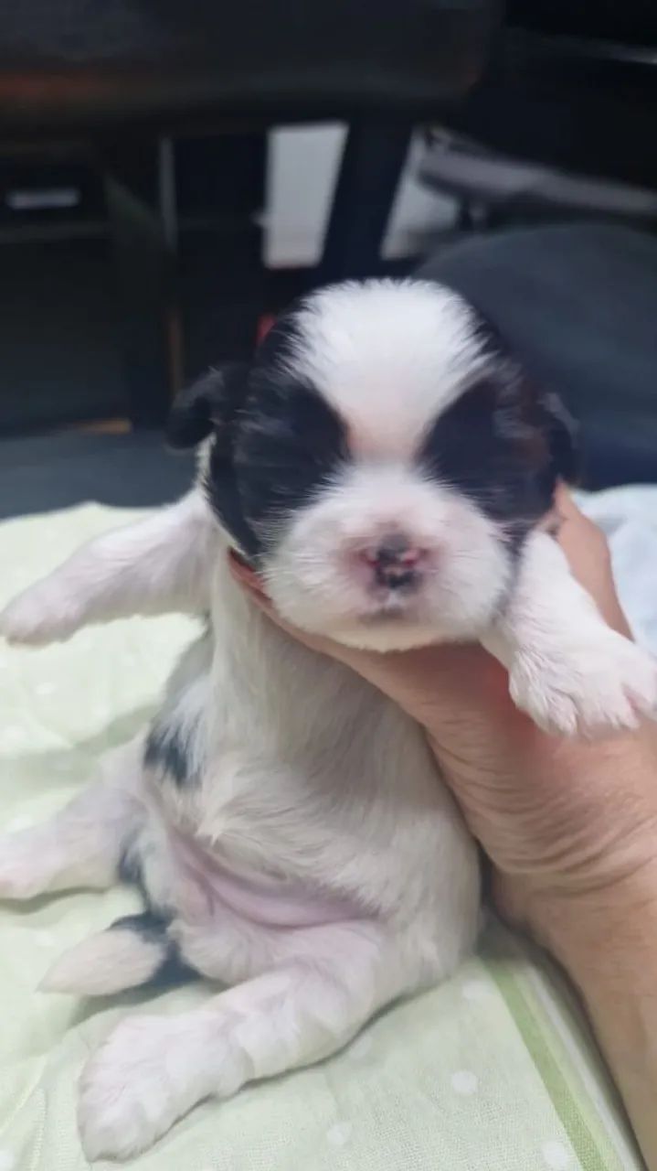 Filhotes Shih Tzu  - Foto 5