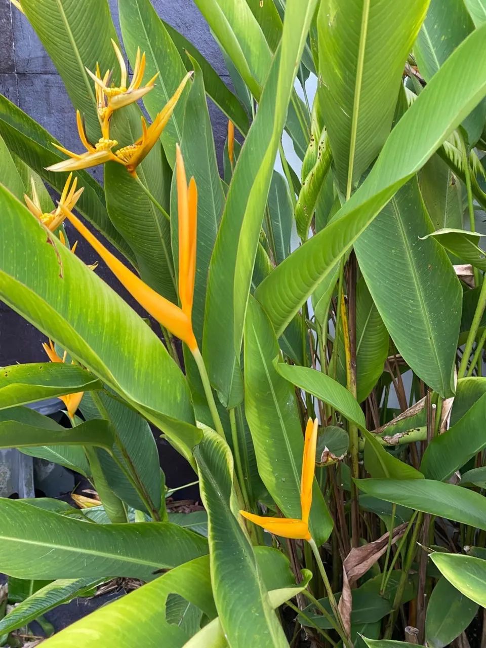 HELICÔNIAS  - Foto 2