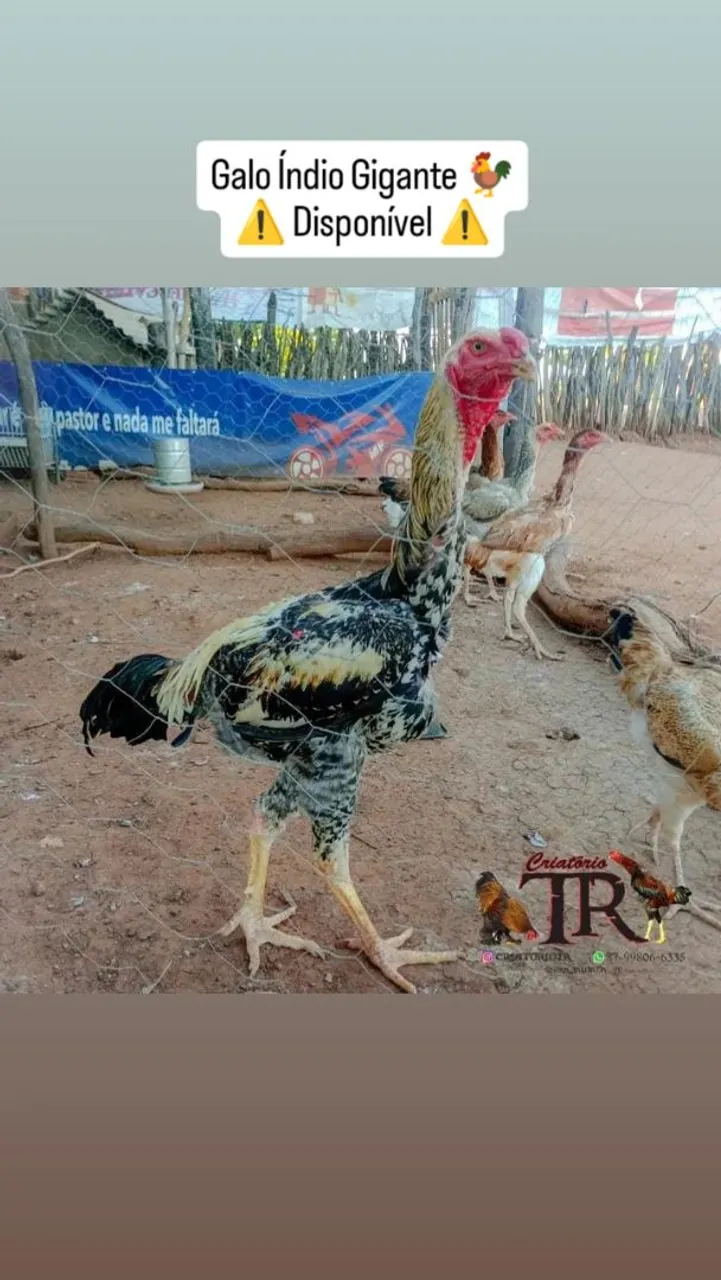 Galo Índio Gigante