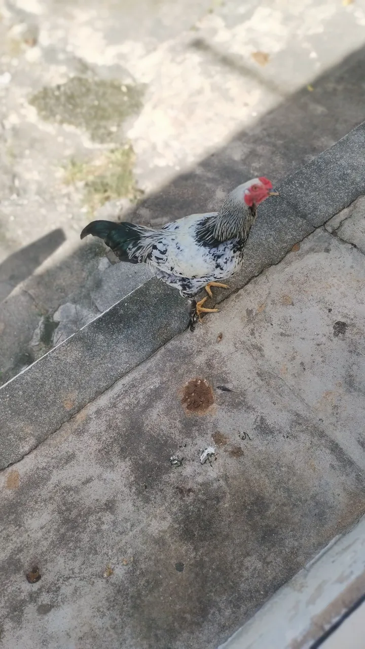 Vendo galo da marca Brahma