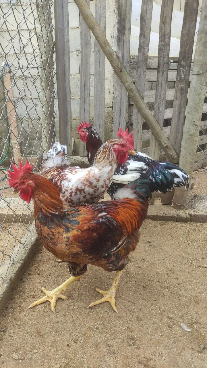 Aves da raça GSB disponíveis para venda