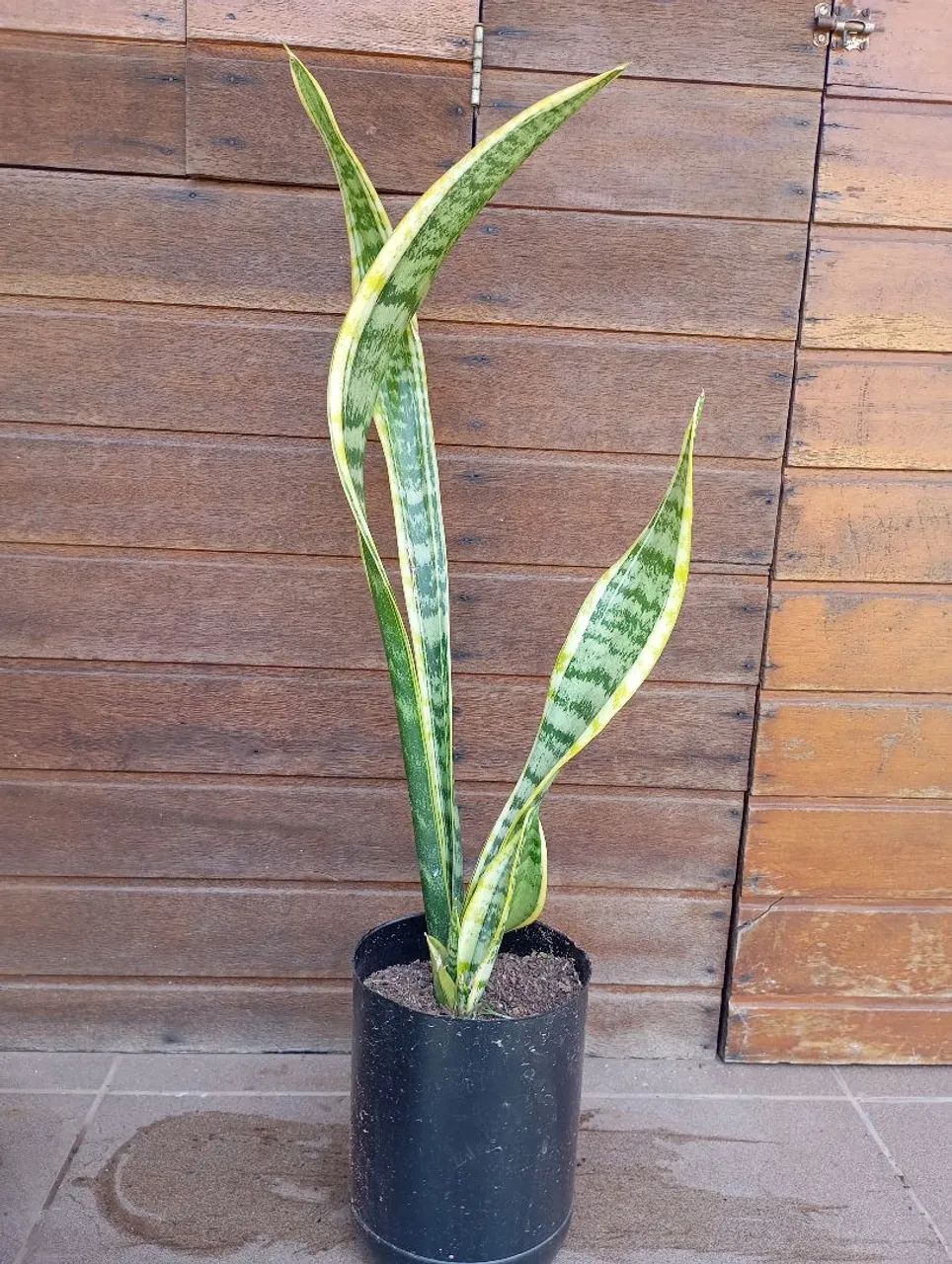 Muda Espada de Santa Barbara 40cm - Foto 4