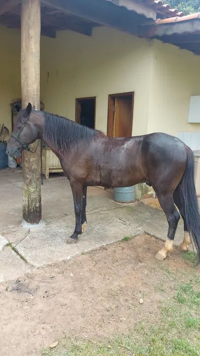 Cavalo Mangalarga Marchador - Foto 2