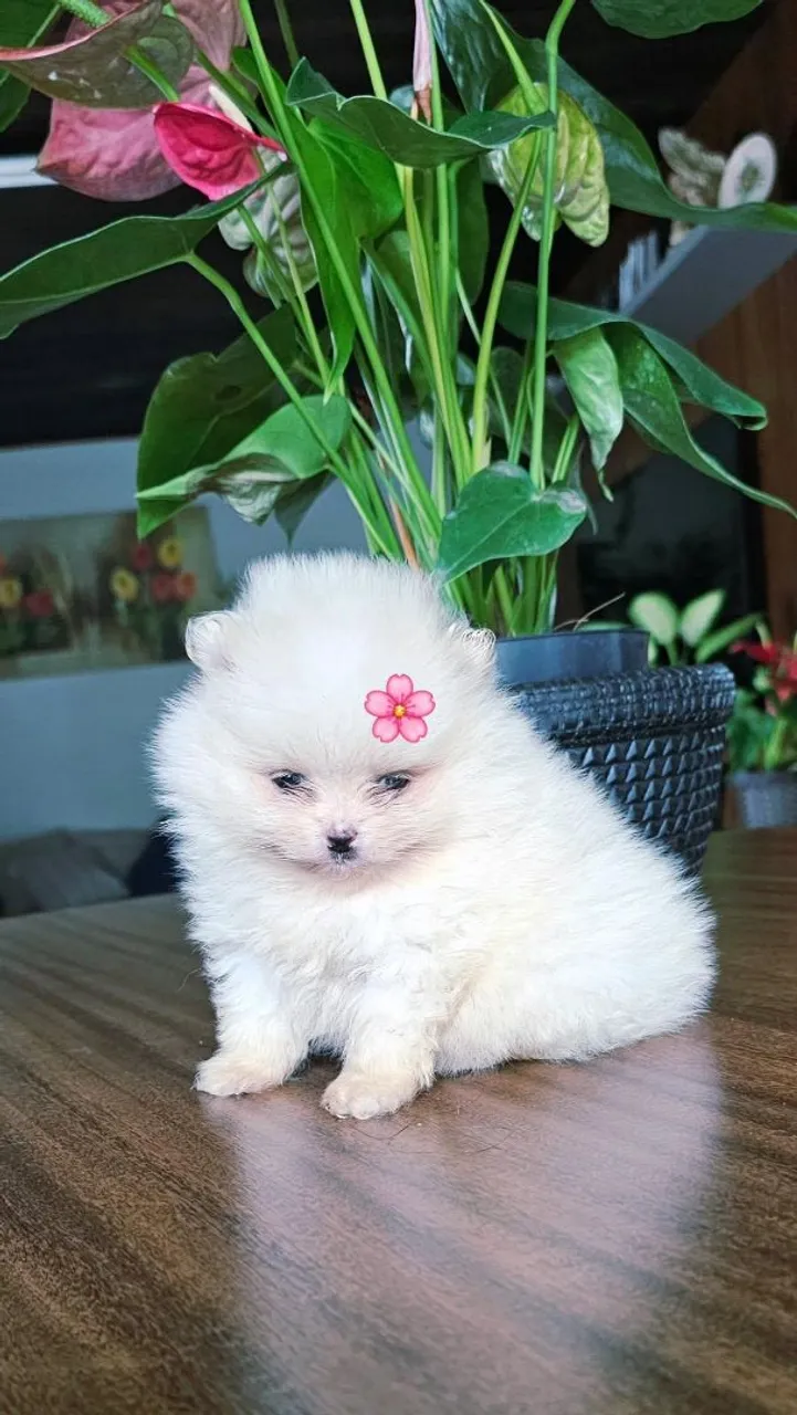 Spitz Alemão Anão - Uma fofura!