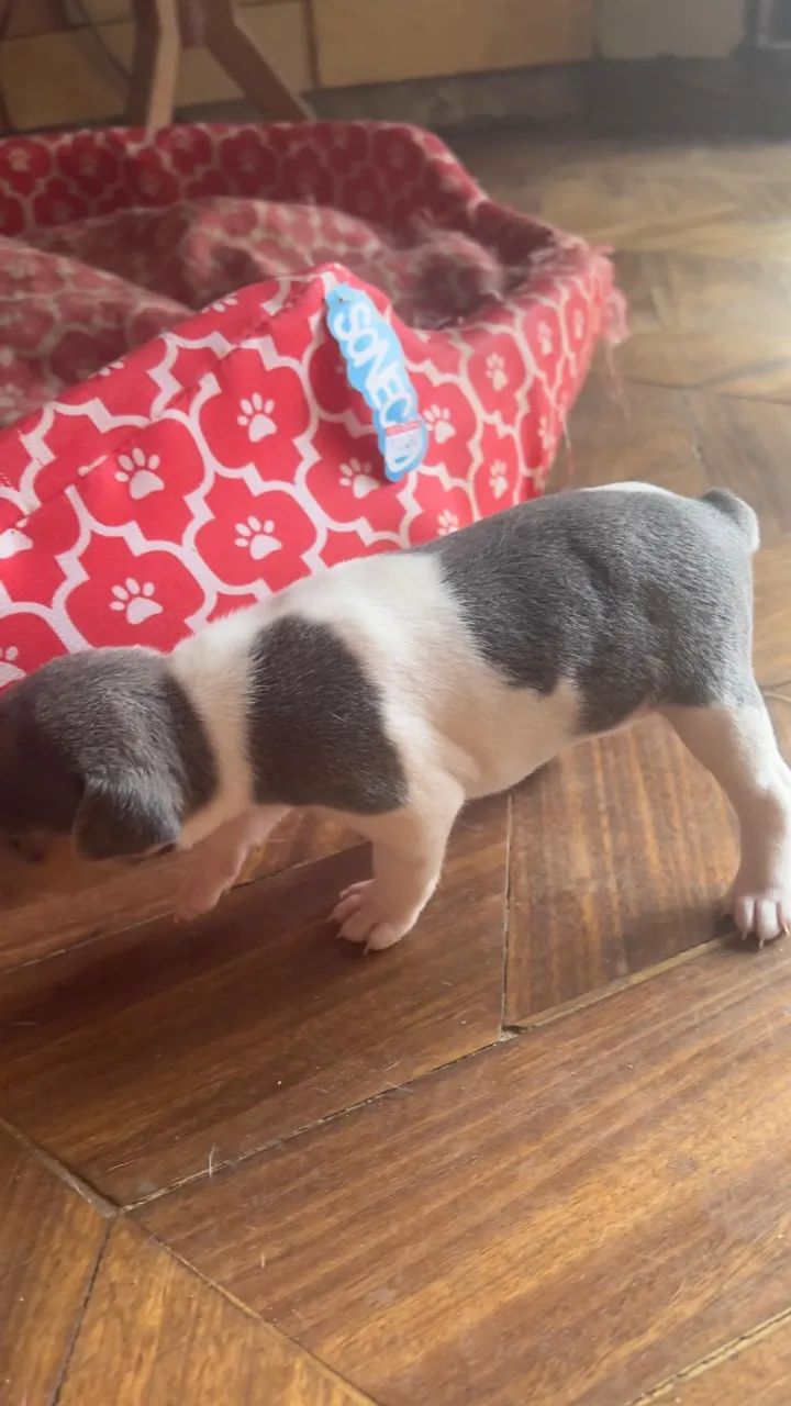 Filhotes de Fox Paulistinha - Terrier brasileiro  - Foto 5