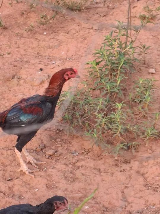 Frango indio  - Foto 5