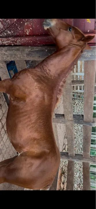 Potro Quarto de Milha 3/4 - Foto 4