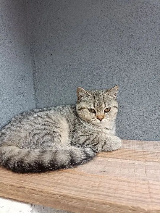 Promo British Shorthair Fêmea SP - Foto 2