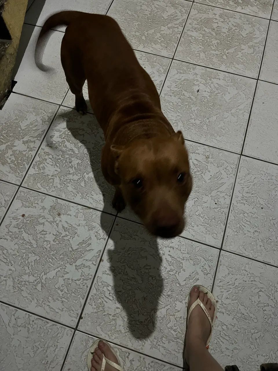 Pitbull fêmea 2 anos  - Foto 3