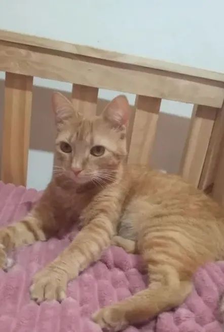 Gatinha dócil(mando ração, areia e caixa de transporte junto) - Foto 2