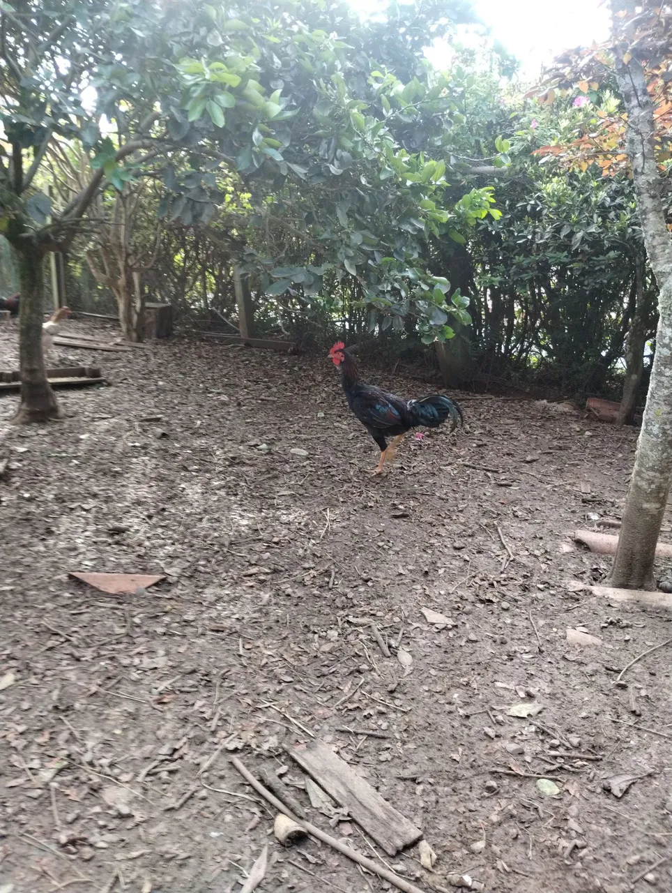 Galo índio