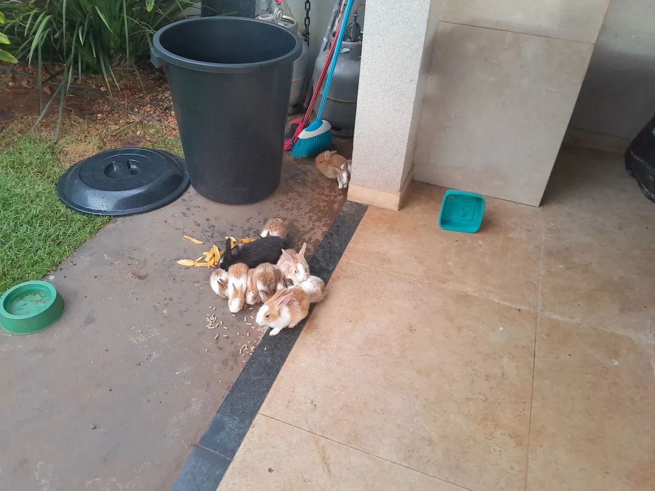 Filhotes de coelhos fofinhos para adoção - Foto 2