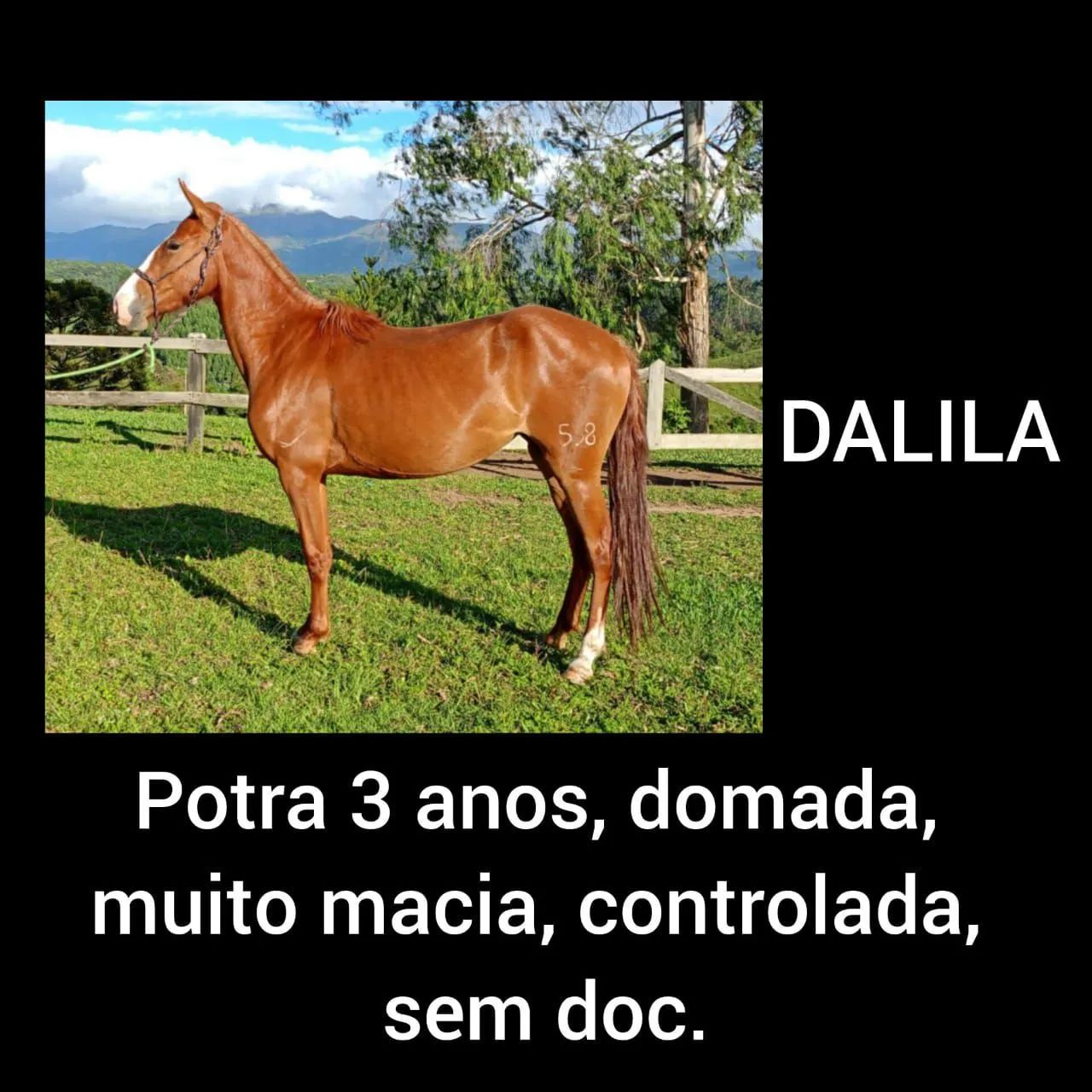 CAVALOS, EGUAS MANGALARGA MARCHADOR - Foto 3