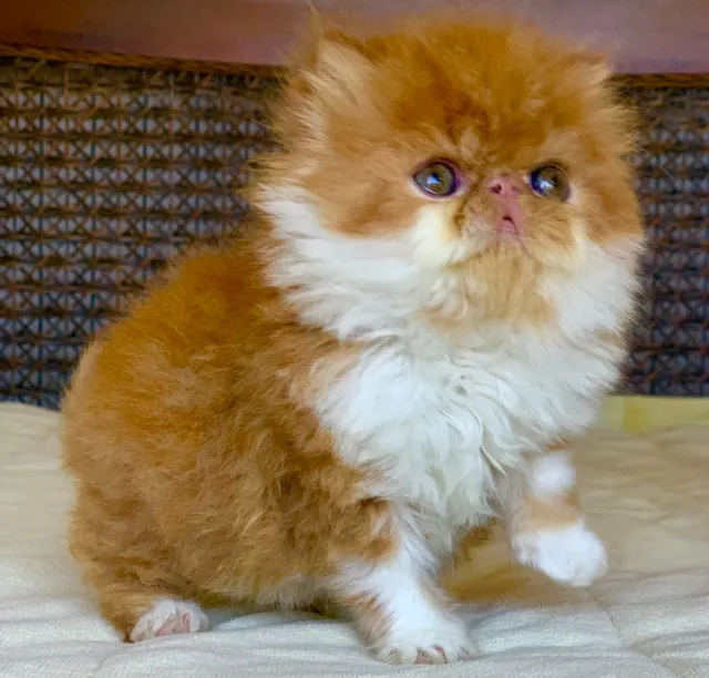 Top Show Gato persa macho filhote bicolor extremadissimo 46 dias pelo longo Super lindo.