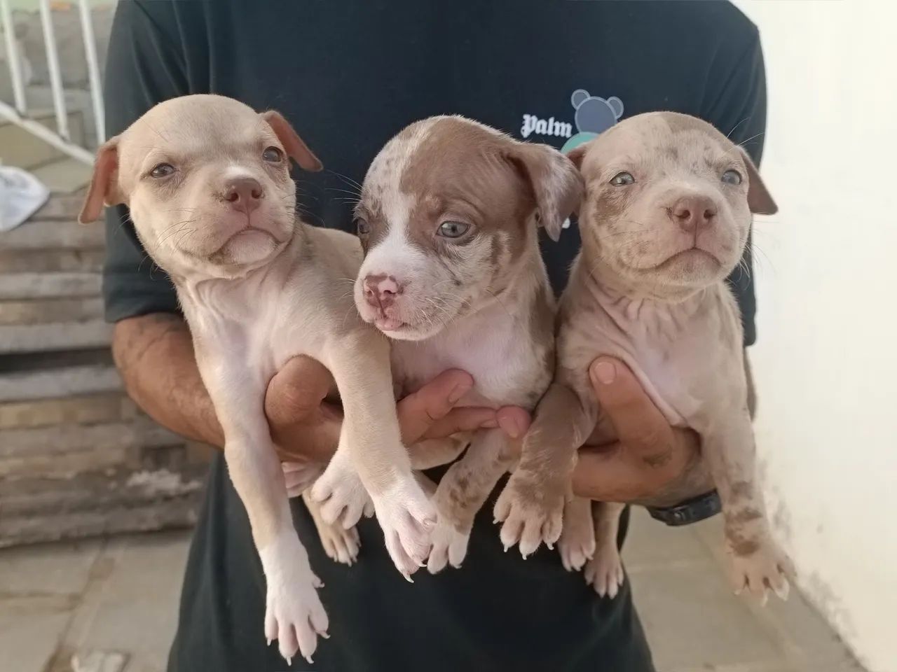 Três filhotes de Pitbull - Foto 2