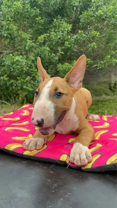 Bull Terriers Disponíveis - Saúde, Qualidade e Muita Personalidade! - Foto 4