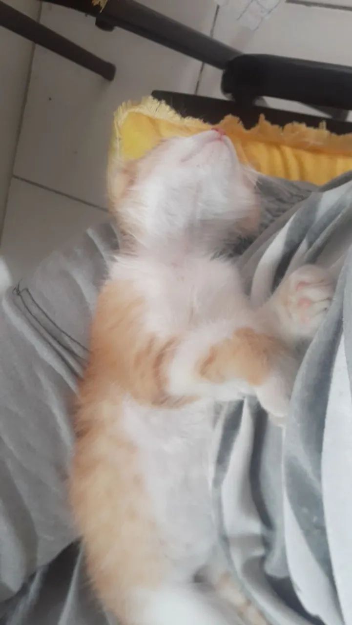 Gatinho64293083921923120