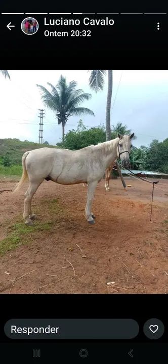 Cavalo c/ carroça e arreios
