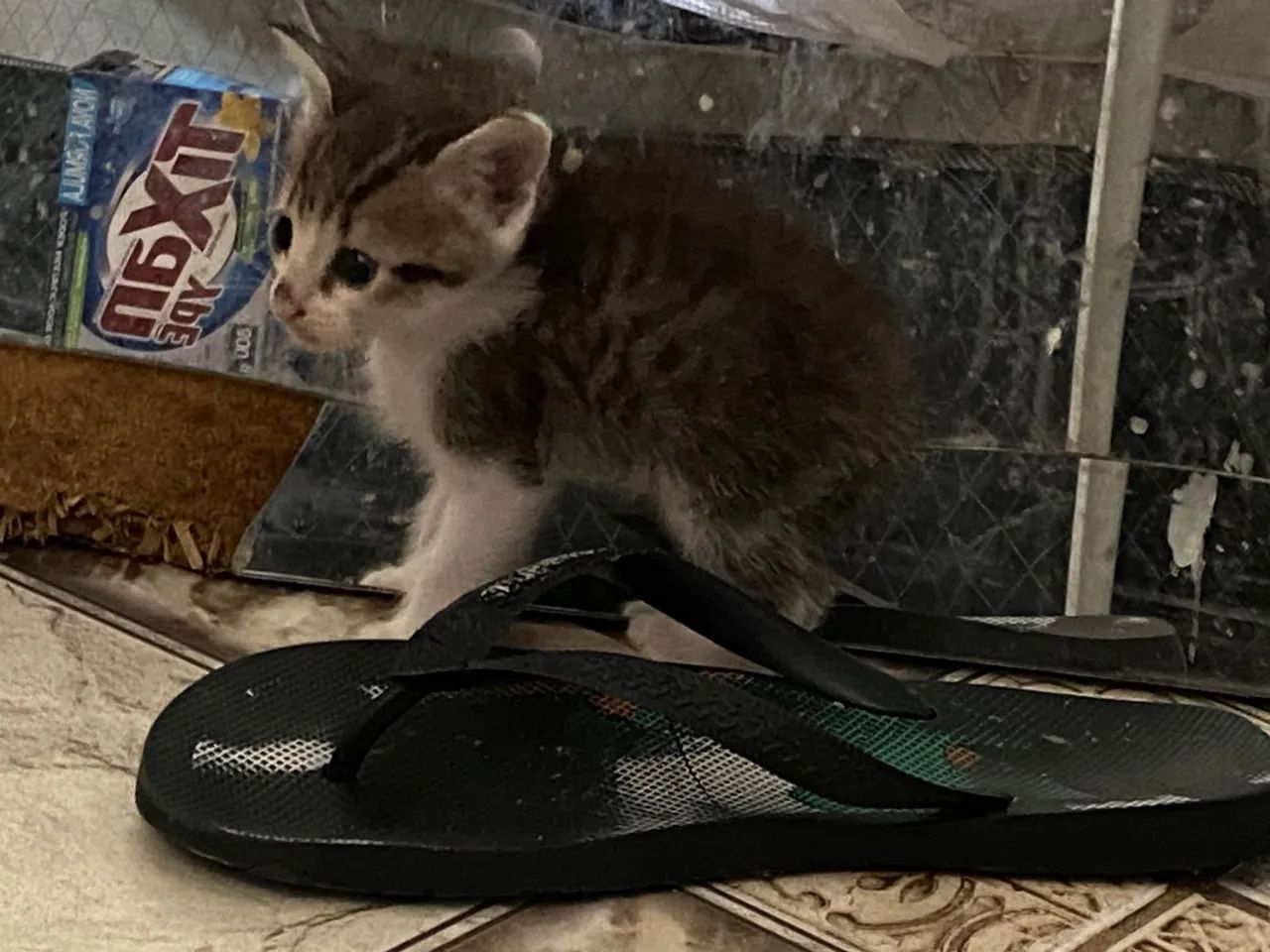 Quatro lindos gatinhos a espera de um lar  - Foto 3