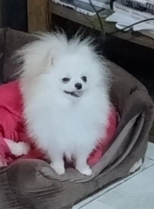 Spitz Alemão - Foto 4