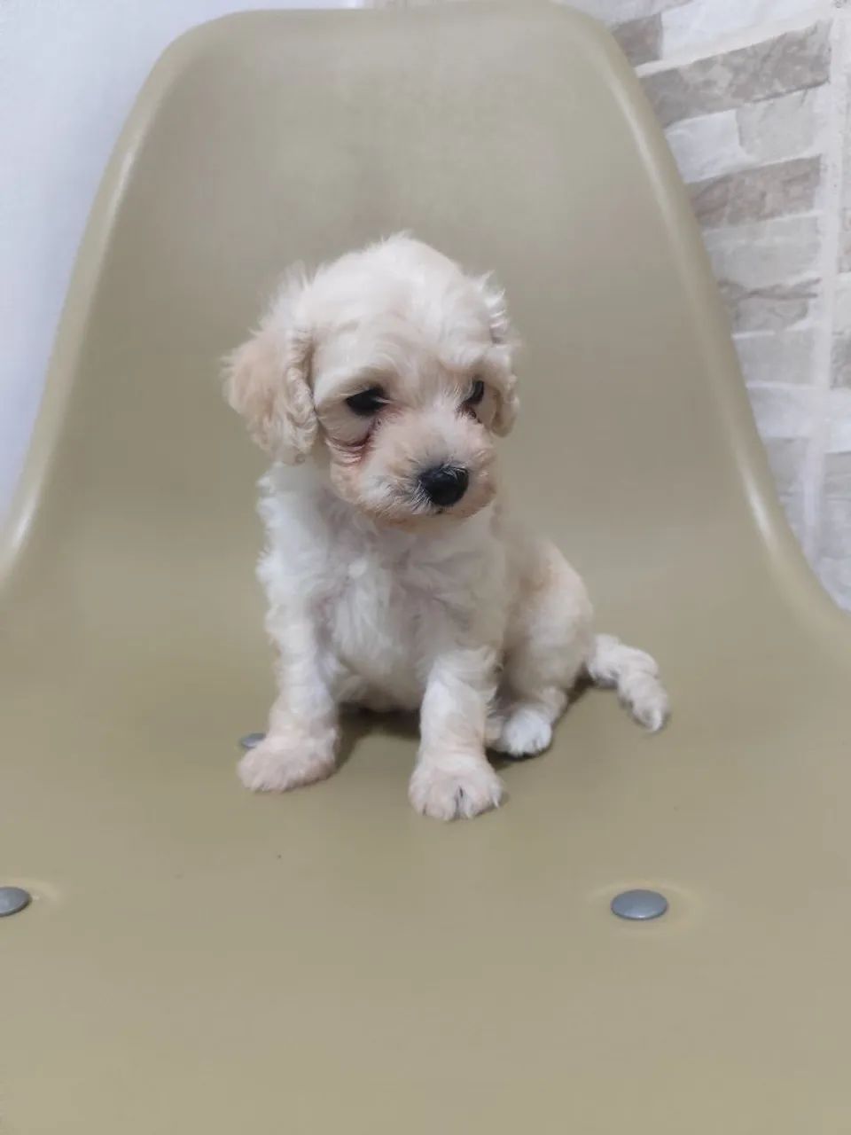 Casal de poodle  - Foto 4