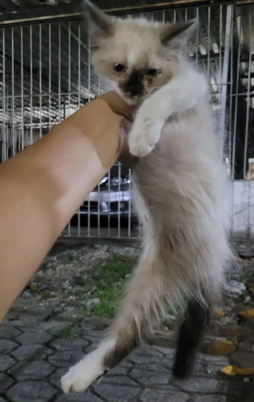Gatinho Branco e marrom