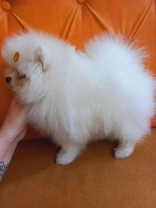 Vendo casal de spitz alemão  - Foto 2