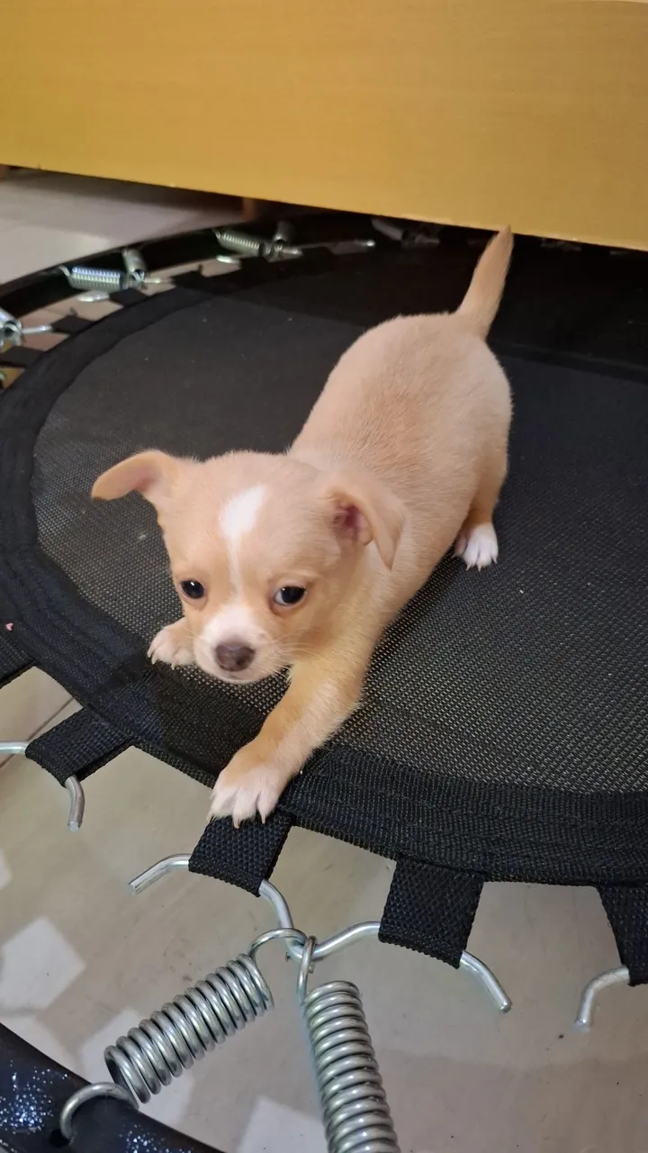 Filhote de Chihuahua Macho disponível a venda