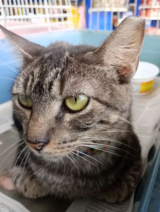 Gata CASTRADA, VACINADA e NEGATIVO para FIV e FELV para adoção responsável  - Foto 5