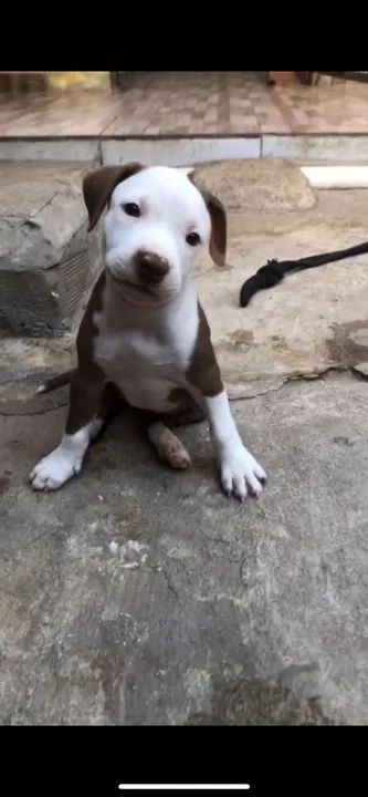 Filhote Pitbull