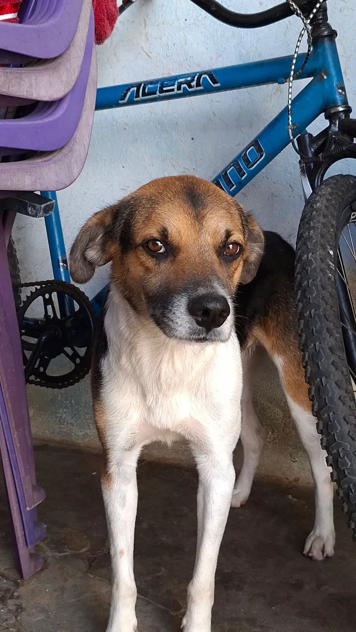 Cachorros para doação - Foto 5