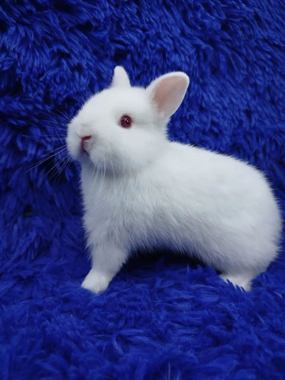 O menor coelho do mundo  - Foto 2