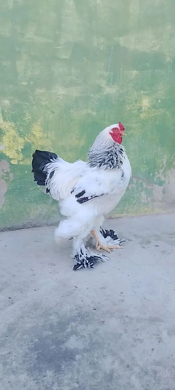Galo Brahma light 
