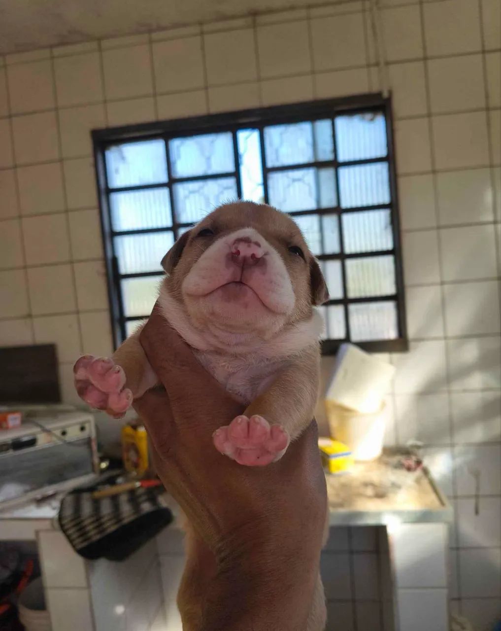 Doação de american bully 