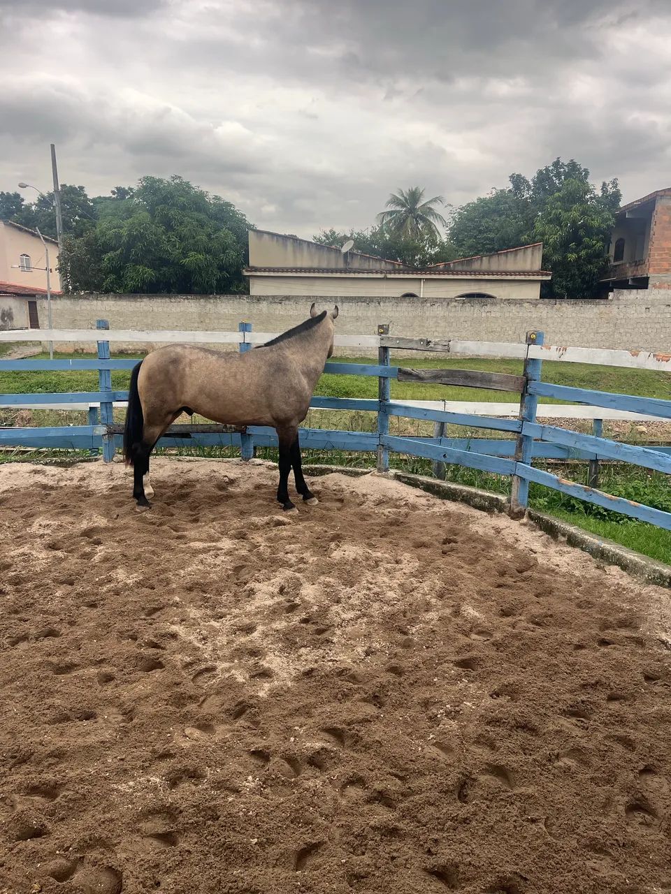 Cavalo Manga larga  - Foto 3
