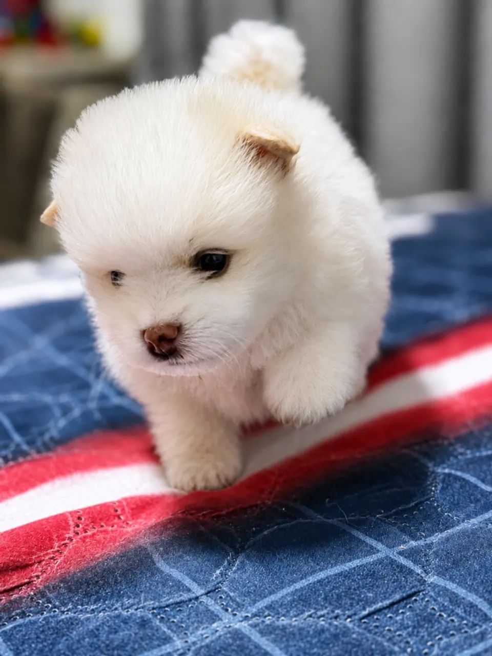 filhotes Spitz alemão macho - Foto 4