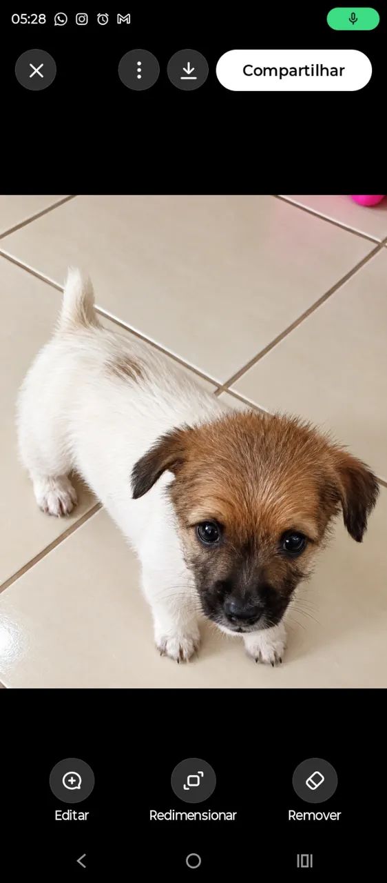 Doa-se cachorro  - Foto 3