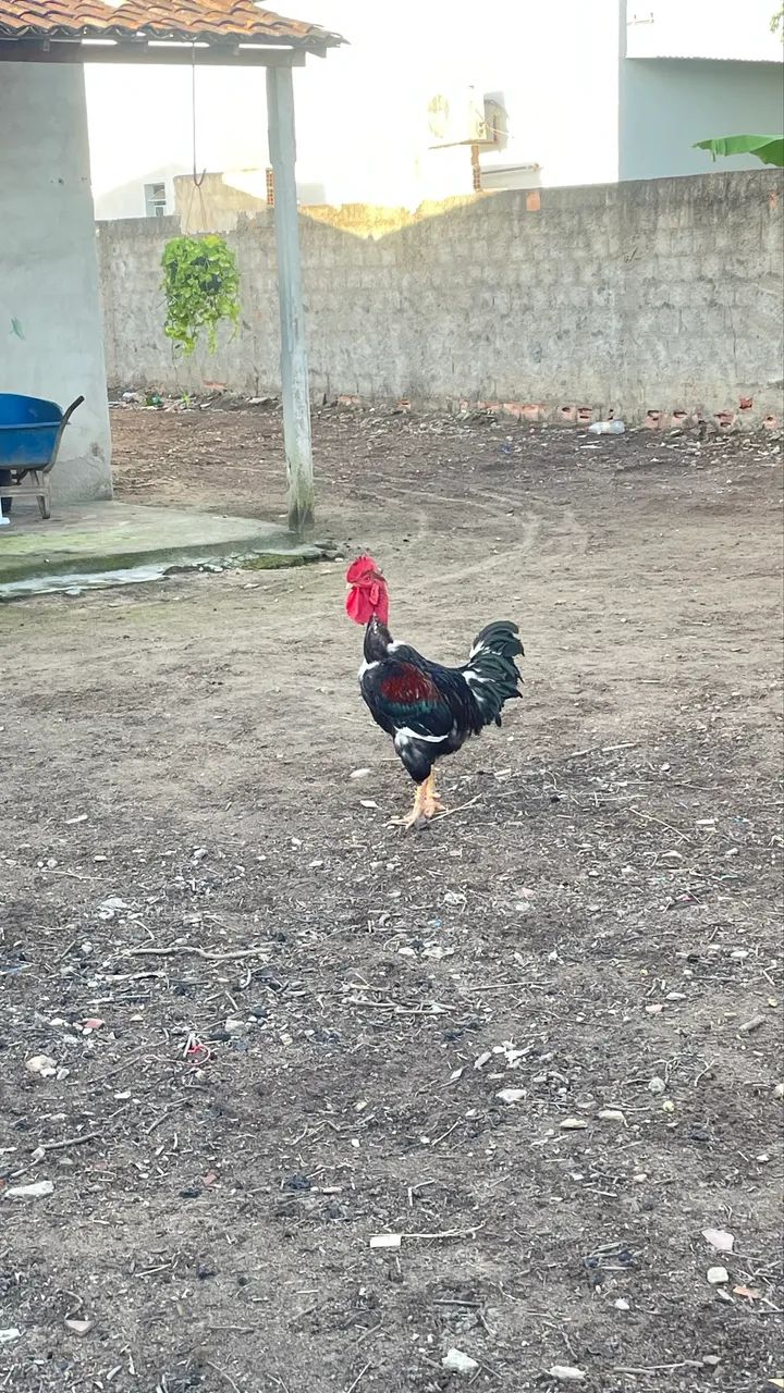 Vende-se  - Foto 4