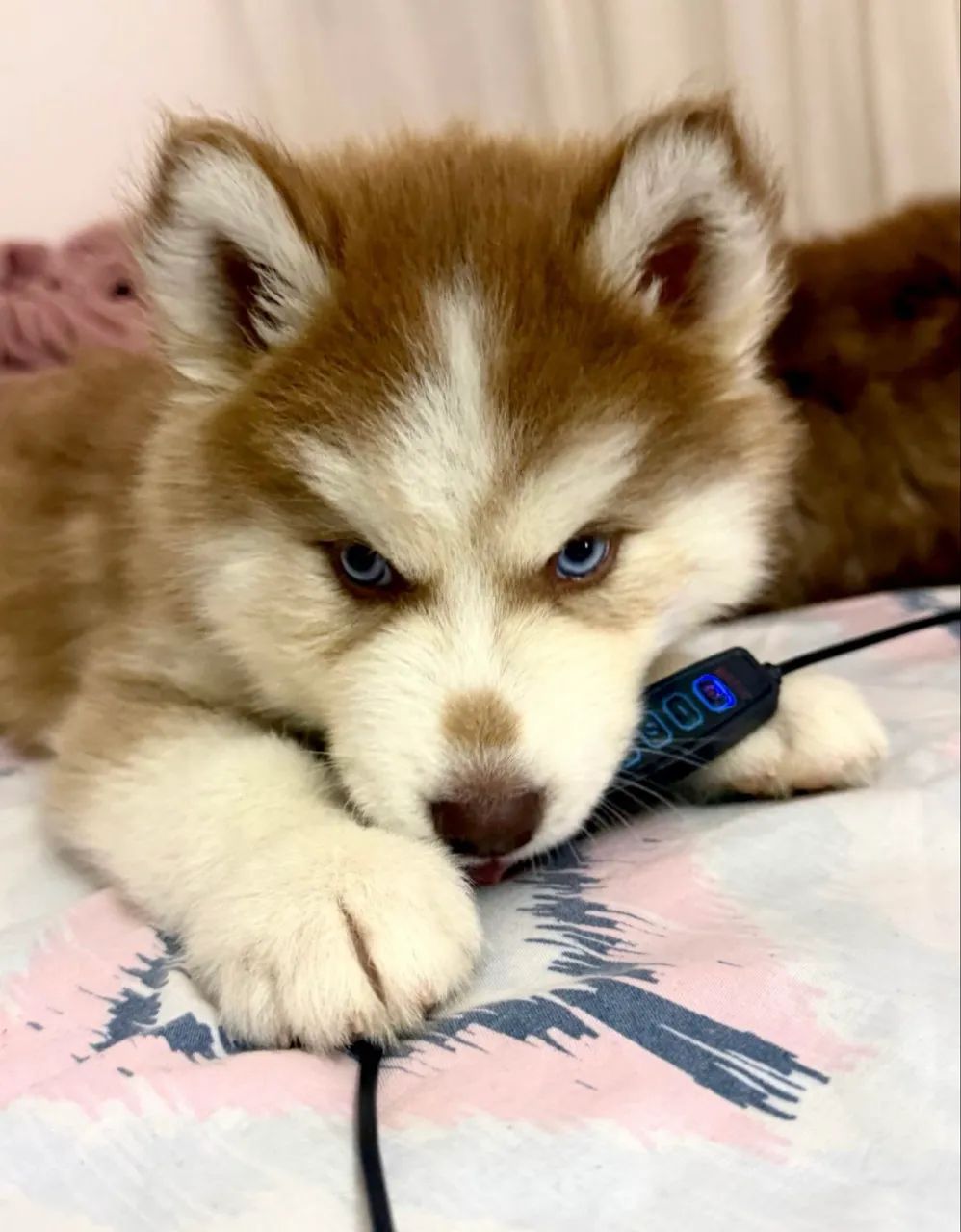 Husky siberiano  - Foto 2