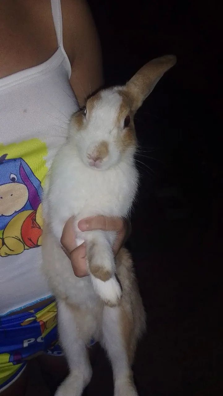 Vendo coelhos adultos e filhotes(adulto R$40 e filhotes R$35 - Foto 2