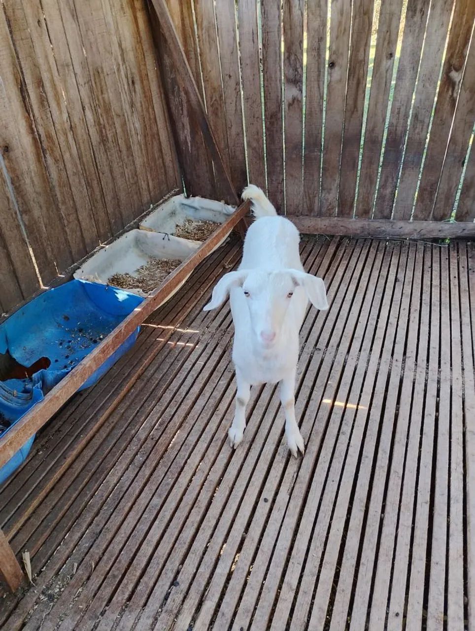 CABRA SAANEN RAÇA SUÍÇA LEITEIRA  - Foto 3