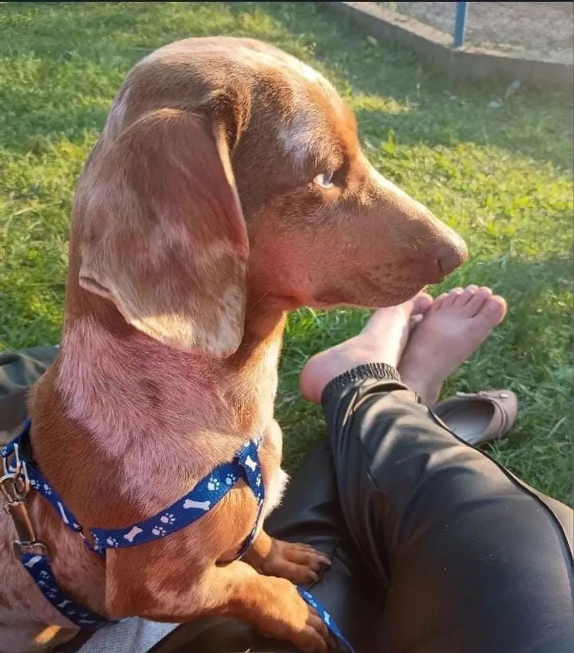Dachshund mini macho para cruza - Foto 4