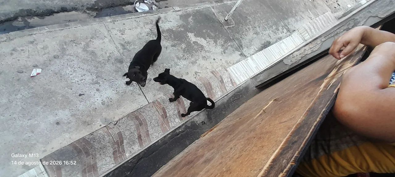 Cachorro para doação  - Foto 3
